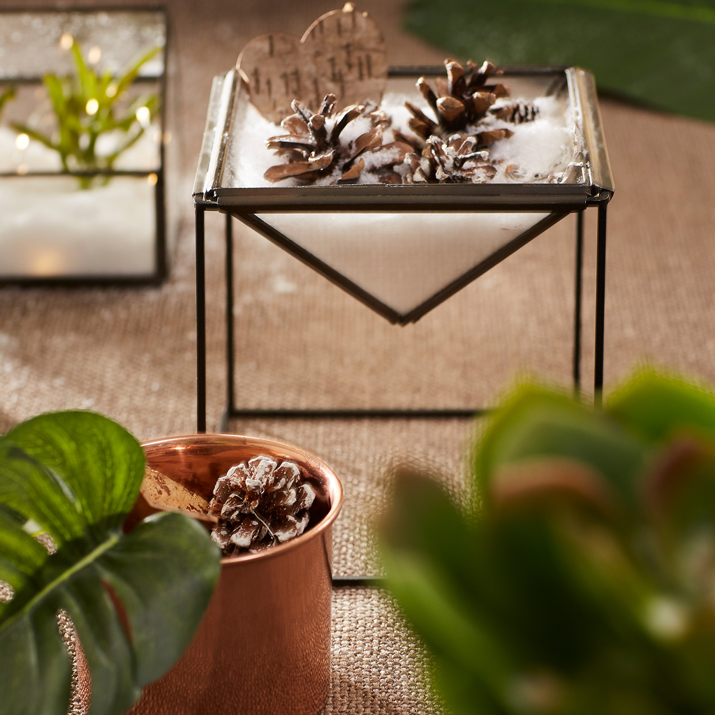 Gift terrario negro // Outlet_8762