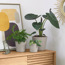 Low set de 3 maceteros gris_26381