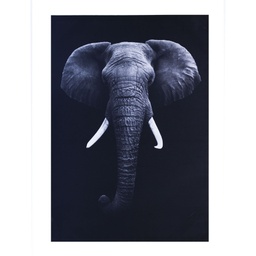 [CAEF012] Cuadro elefant