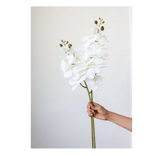 [BL00001] Orquidea blanca // Outlet